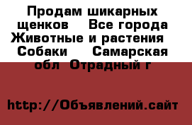Продам шикарных щенков  - Все города Животные и растения » Собаки   . Самарская обл.,Отрадный г.